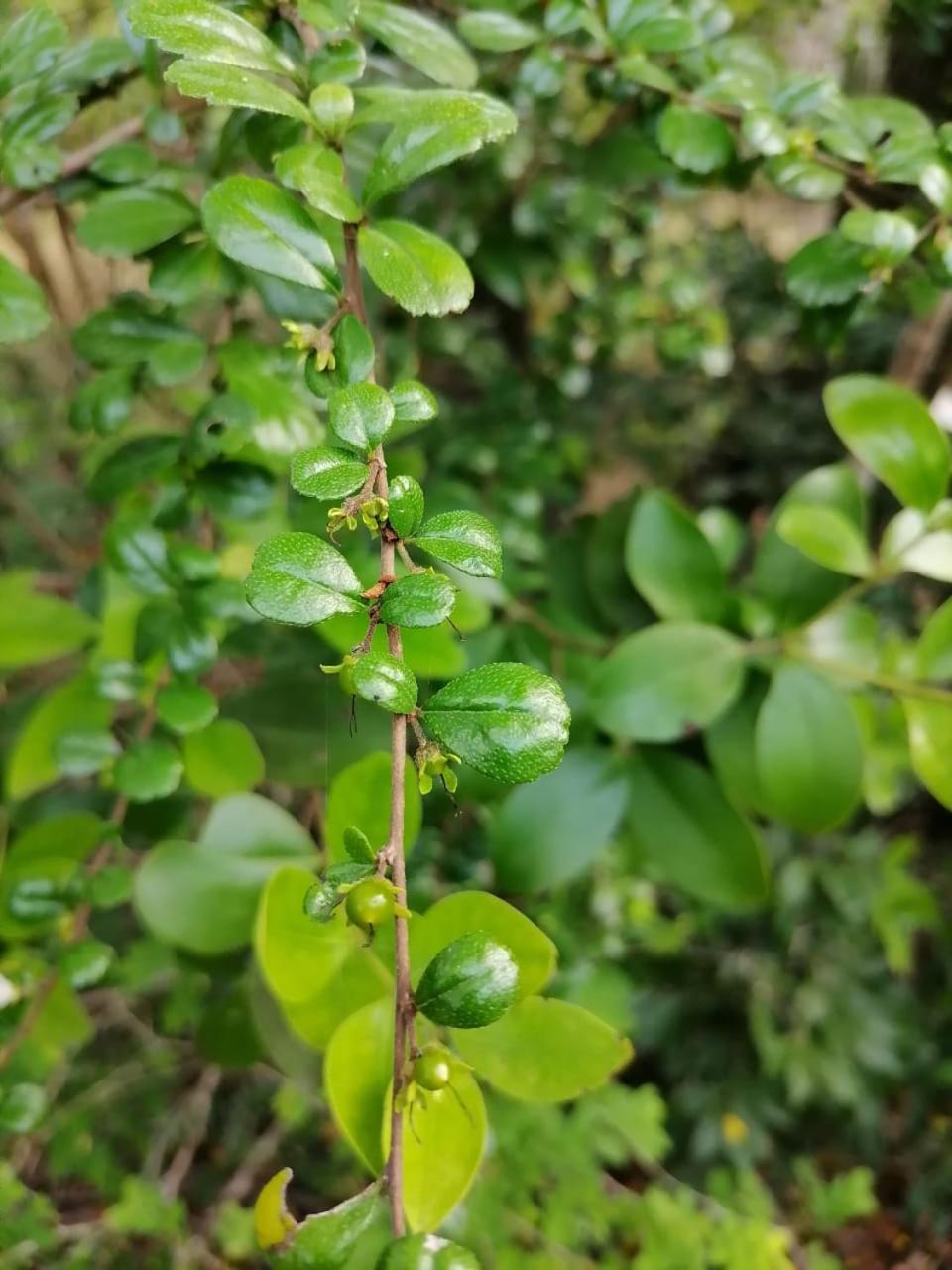 蒂瑟默哈拉默 Mamba Yala酒店 外观 照片